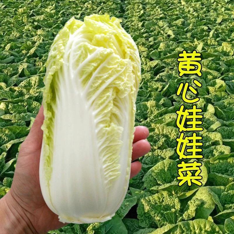 娃娃菜，大娃娃菜，货源充足，质优价廉货源充足稳定交通便利