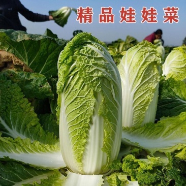 娃娃菜，大娃娃菜，货源充足，质优价廉货源充足稳定交通便利