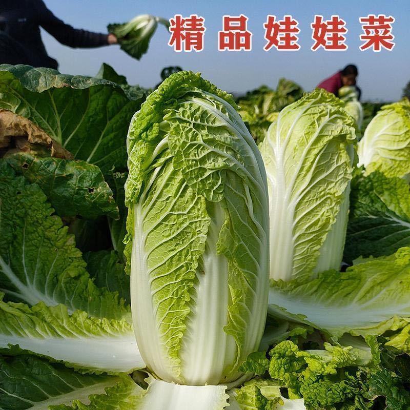 娃娃菜，大娃娃菜，货源充足，质优价廉货源充足稳定交通便利