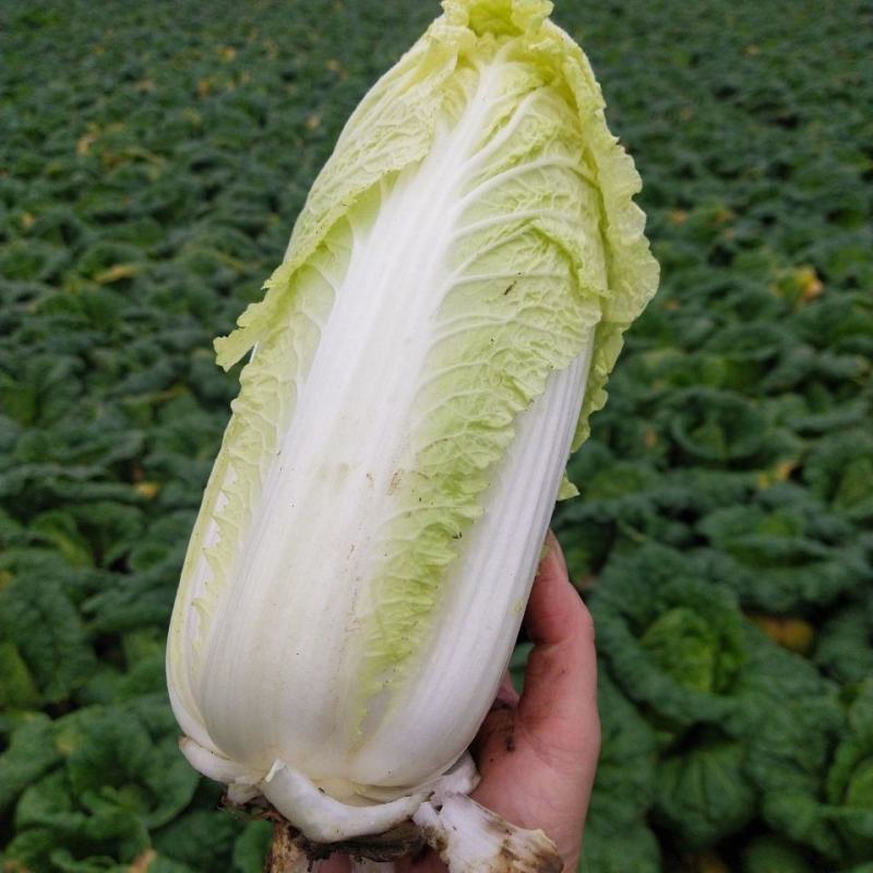 小娃娃菜，河南娃娃菜产地直发货源充足稳定交通便利