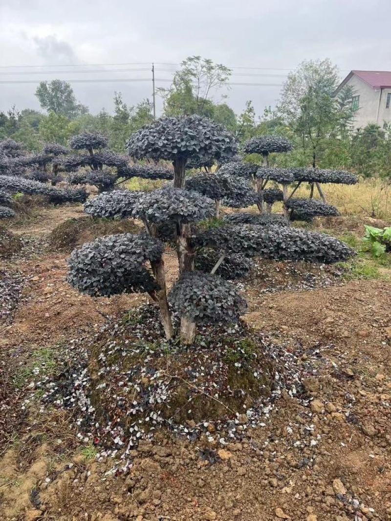 矮桩红花继木造型，叶片3-5年，高度1-1.3米。