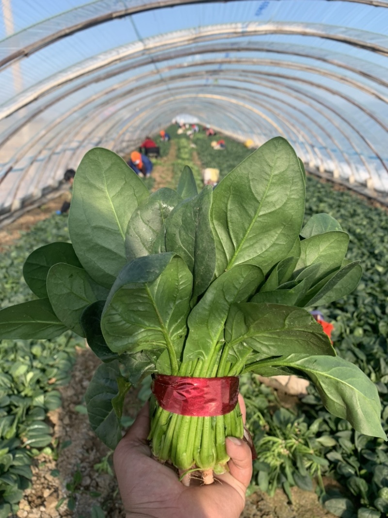 菠菜，小菠菜，大叶菠菜，火锅菠菜，产地大量供应