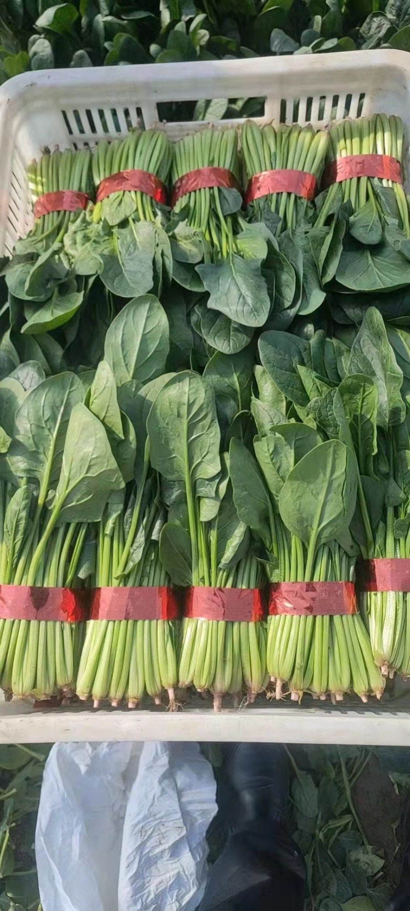 菠菜，小菠菜，大叶菠菜，火锅菠菜，产地大量供应