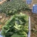 菠菜，小菠菜，大叶菠菜，火锅菠菜，产地大量供应