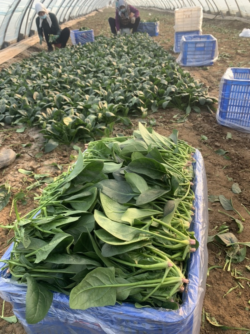 菠菜，小菠菜，大叶菠菜，火锅菠菜，产地大量供应