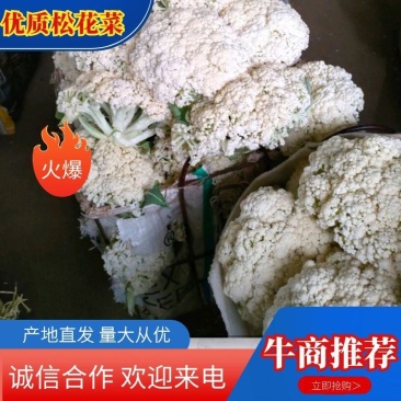 建瓯市菜花品质优，种植面积万亩基地，花面白，米粒，净菜，