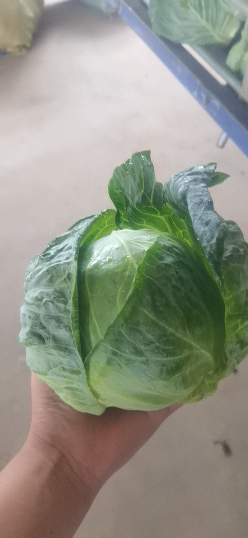 精品电商超市甘蓝大量上市，欢迎各大经销商前来咨询