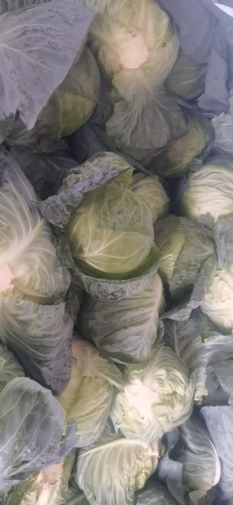 精品电商超市甘蓝大量上市，欢迎各大经销商前来咨询