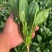菠菜，小菠菜，大叶菠菜，火锅菠菜，产地大量供应
