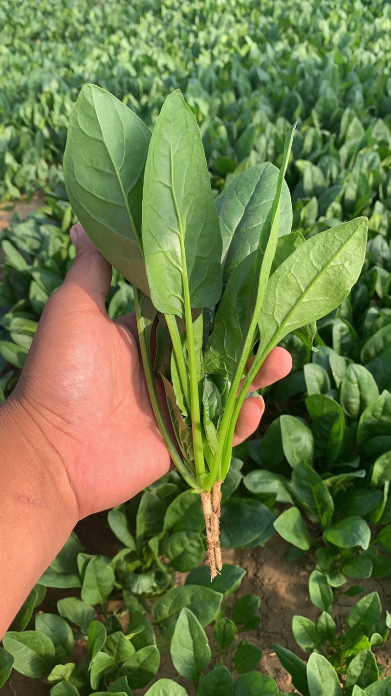 菠菜，小菠菜，大叶菠菜，火锅菠菜，产地大量供应