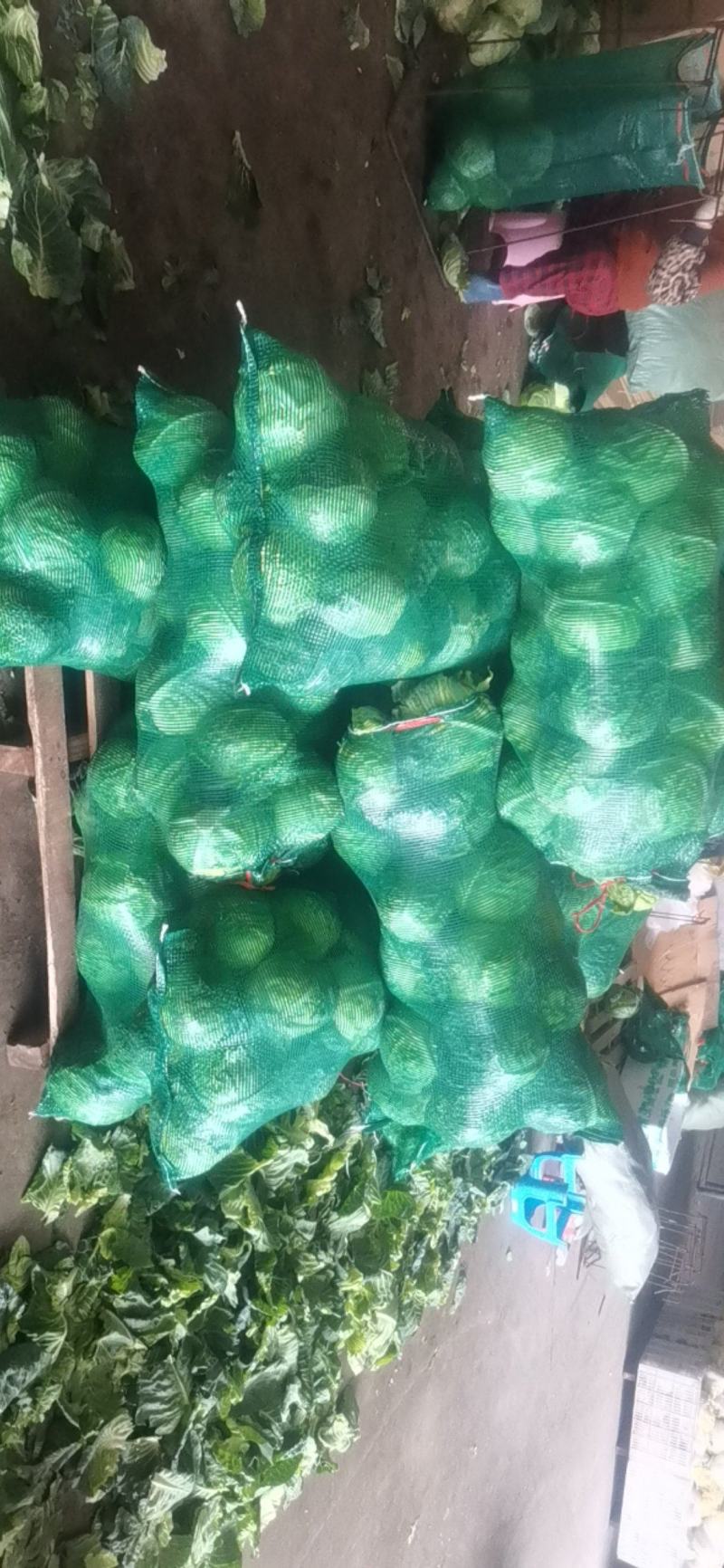 精品电商超市甘蓝大量上市，欢迎各大经销商前来咨询