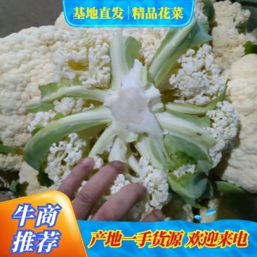 建瓯市万亩有机花机地，质量好，品质佳，花面白净8o小米粒
