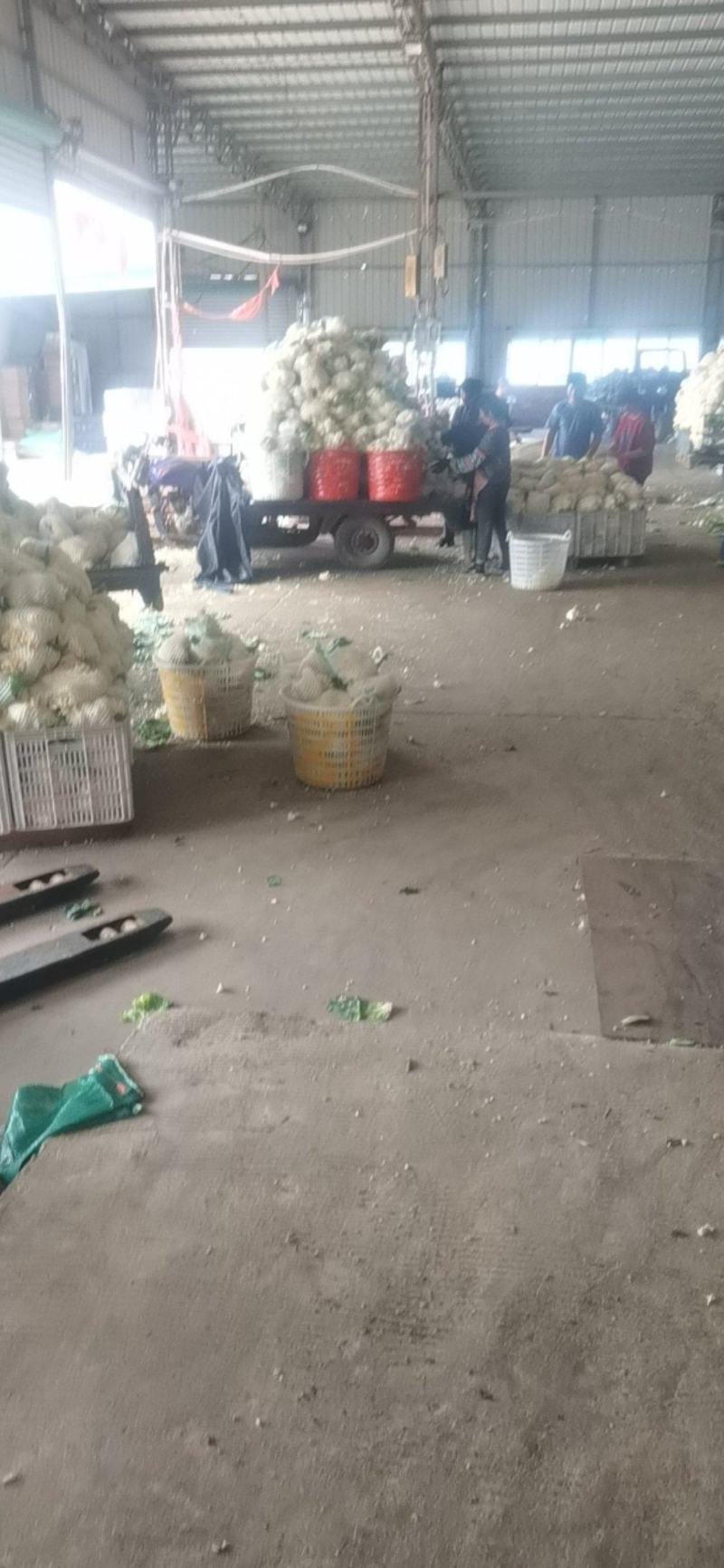 精品电商超市甘蓝大量上市，欢迎各大经销商前来咨询