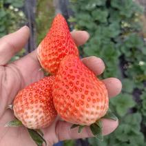 泗县红颜草莓