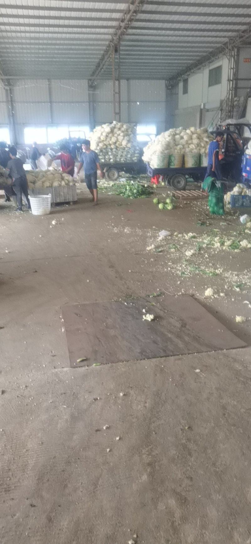 精品电商超市甘蓝大量上市，欢迎各大经销商前来咨询