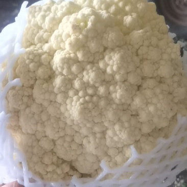 福建花菜大量上市中，适合各大电商平台商超