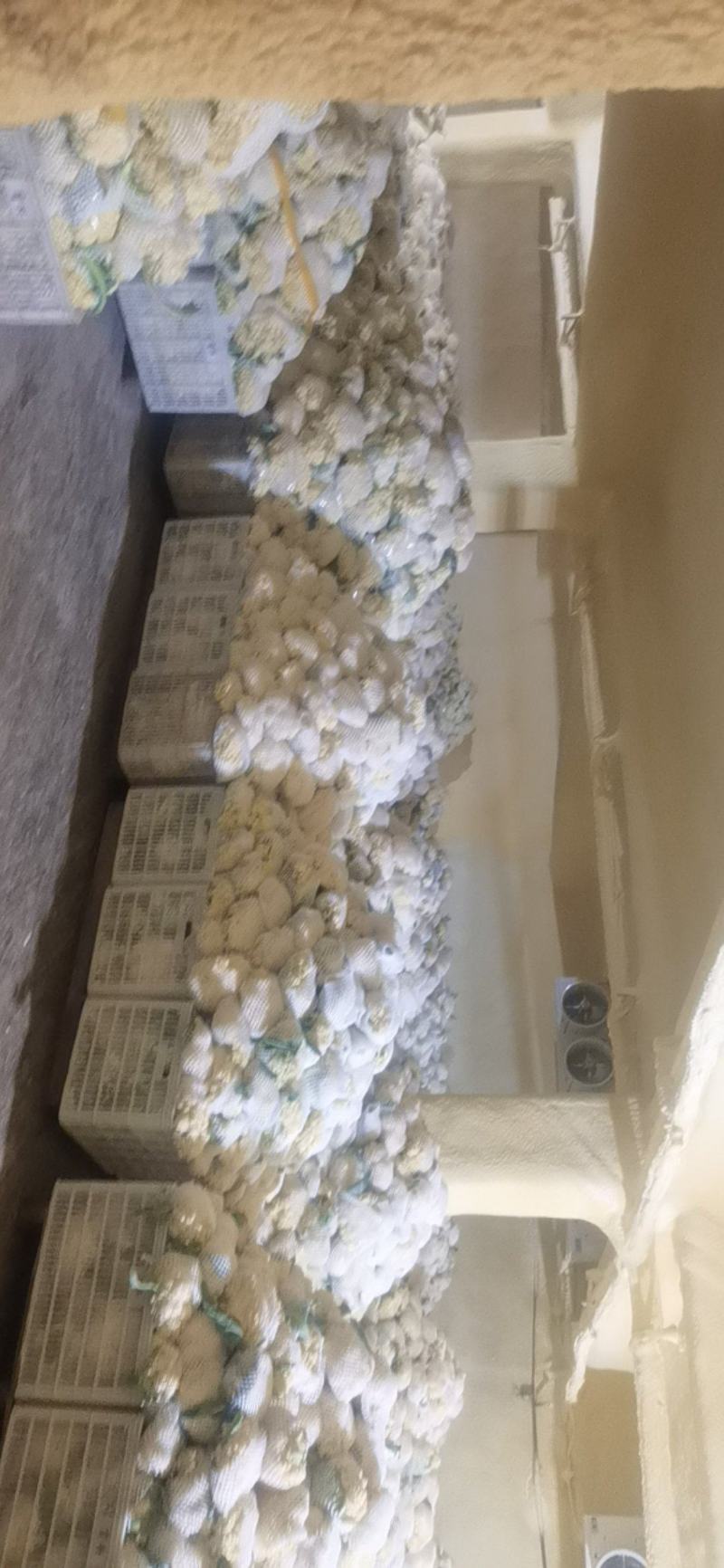 福建花菜大量上市中，适合各大电商平台商超