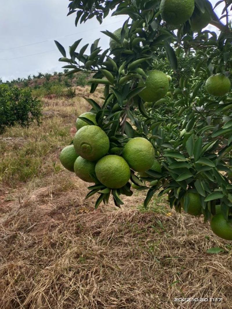 湖南怀化柚子，黄金贡柚，新鲜上市中，果园直采！