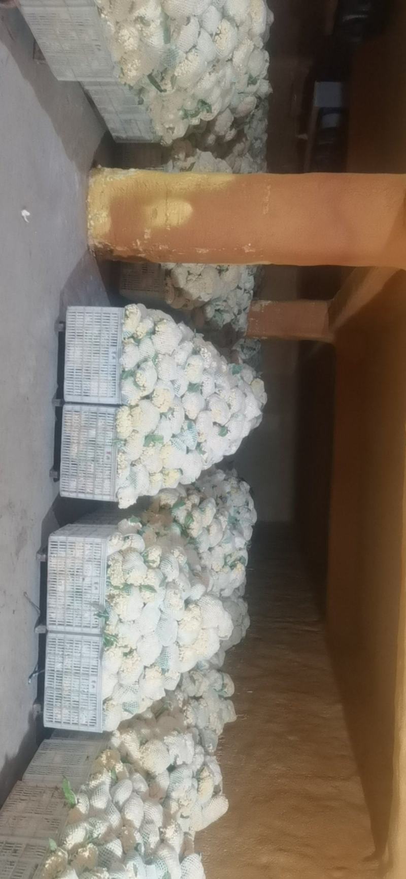 福建花菜大量上市中，适合各大电商平台商超