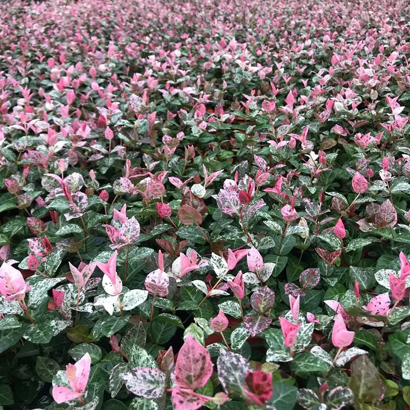 花叶络石现货供应