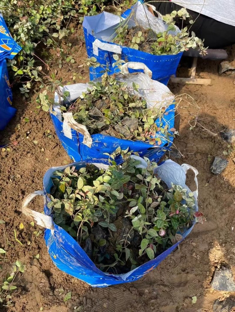 花叶络石现货供应