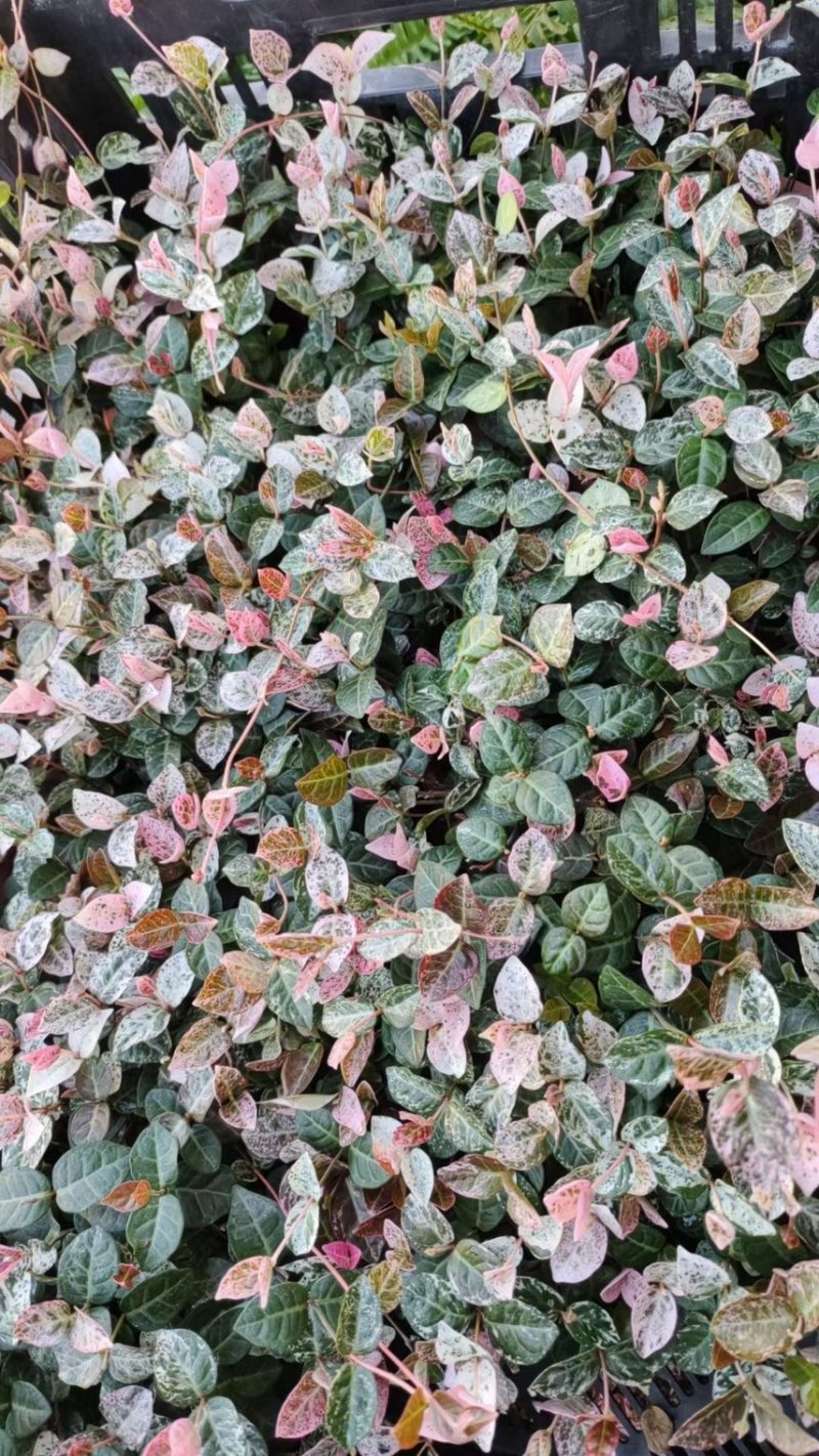 花叶络石现货供应