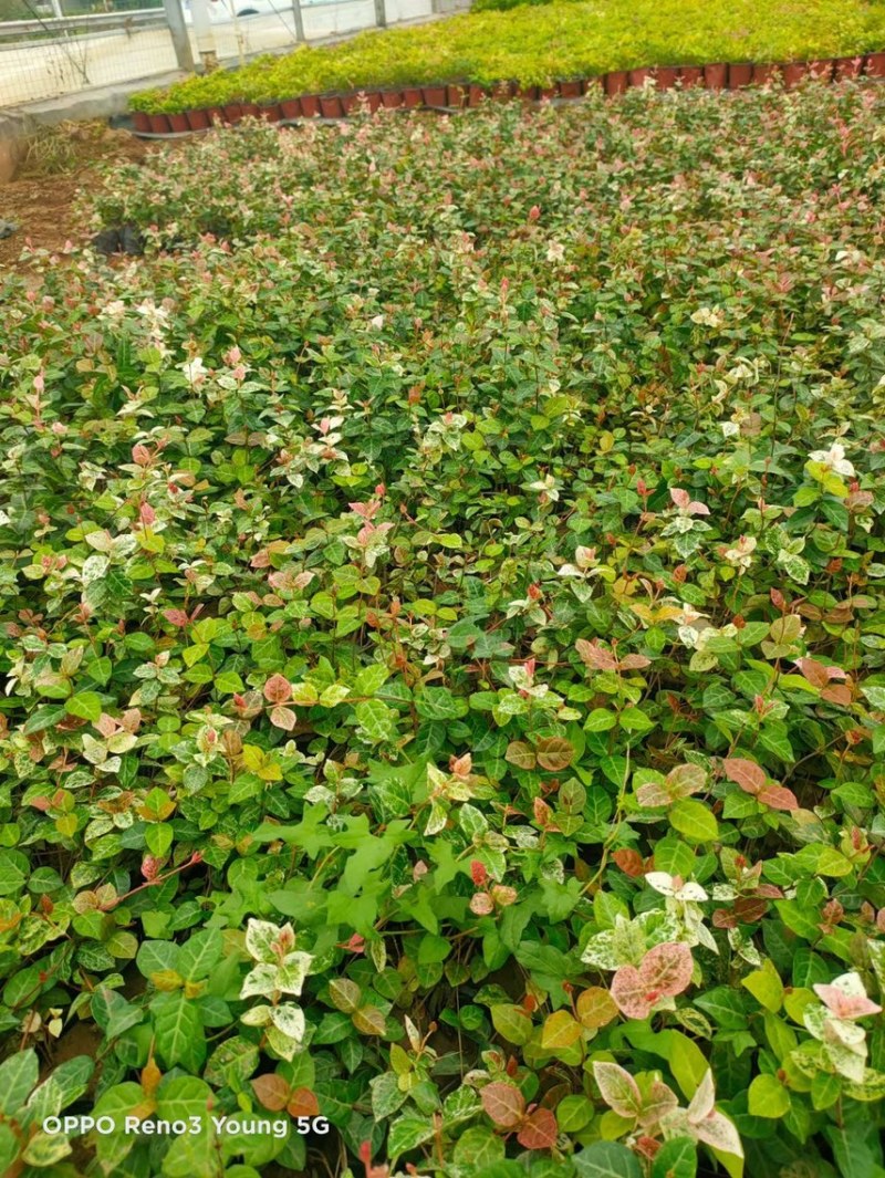 花叶络石现货供应