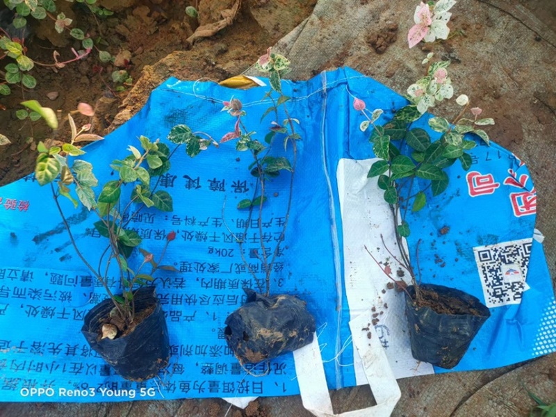 花叶络石现货供应