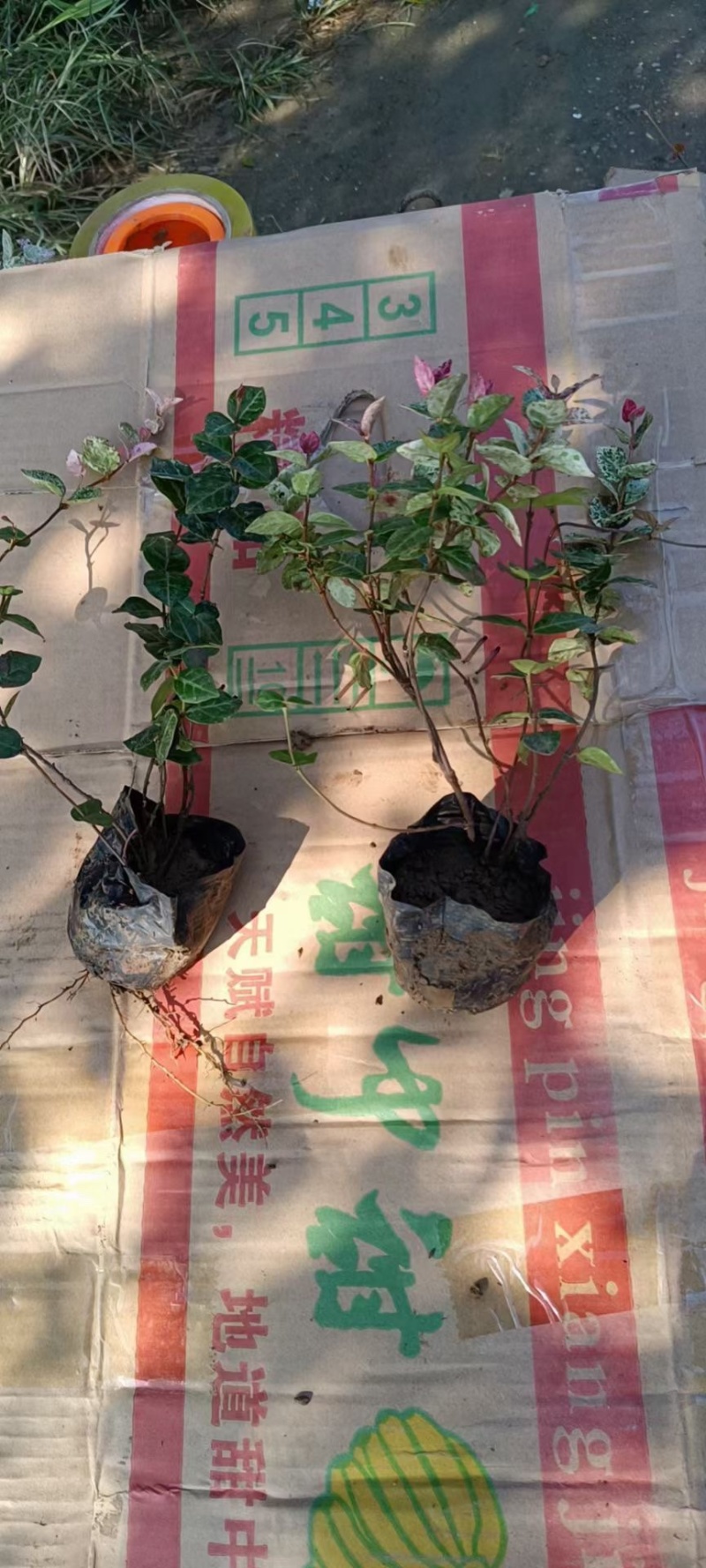 花叶络石现货供应