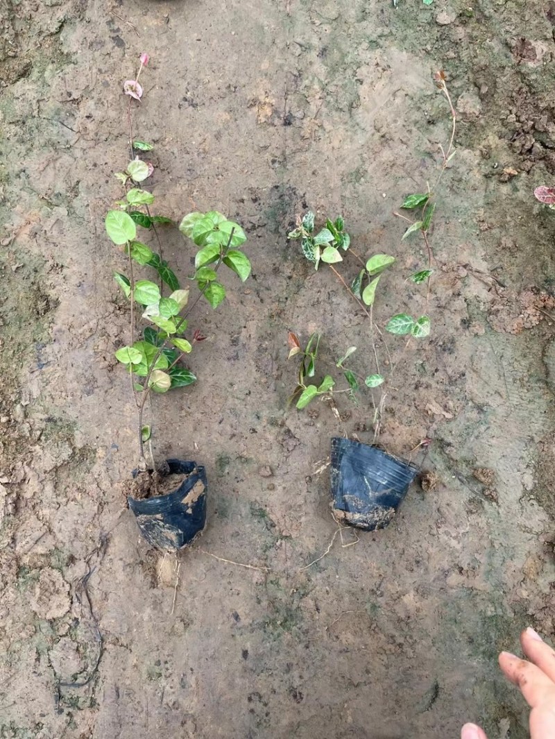 花叶络石现货供应
