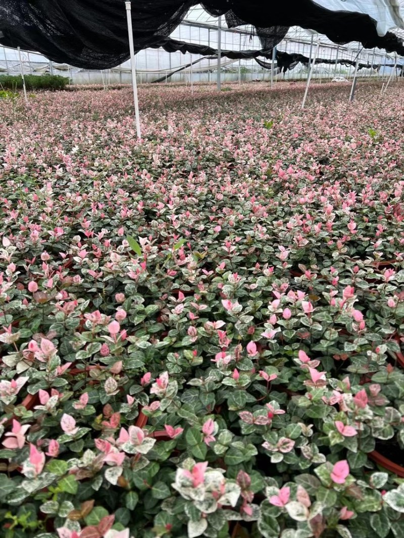 花叶络石现货供应