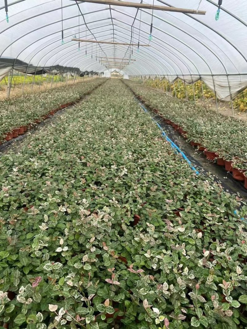 花叶络石现货供应