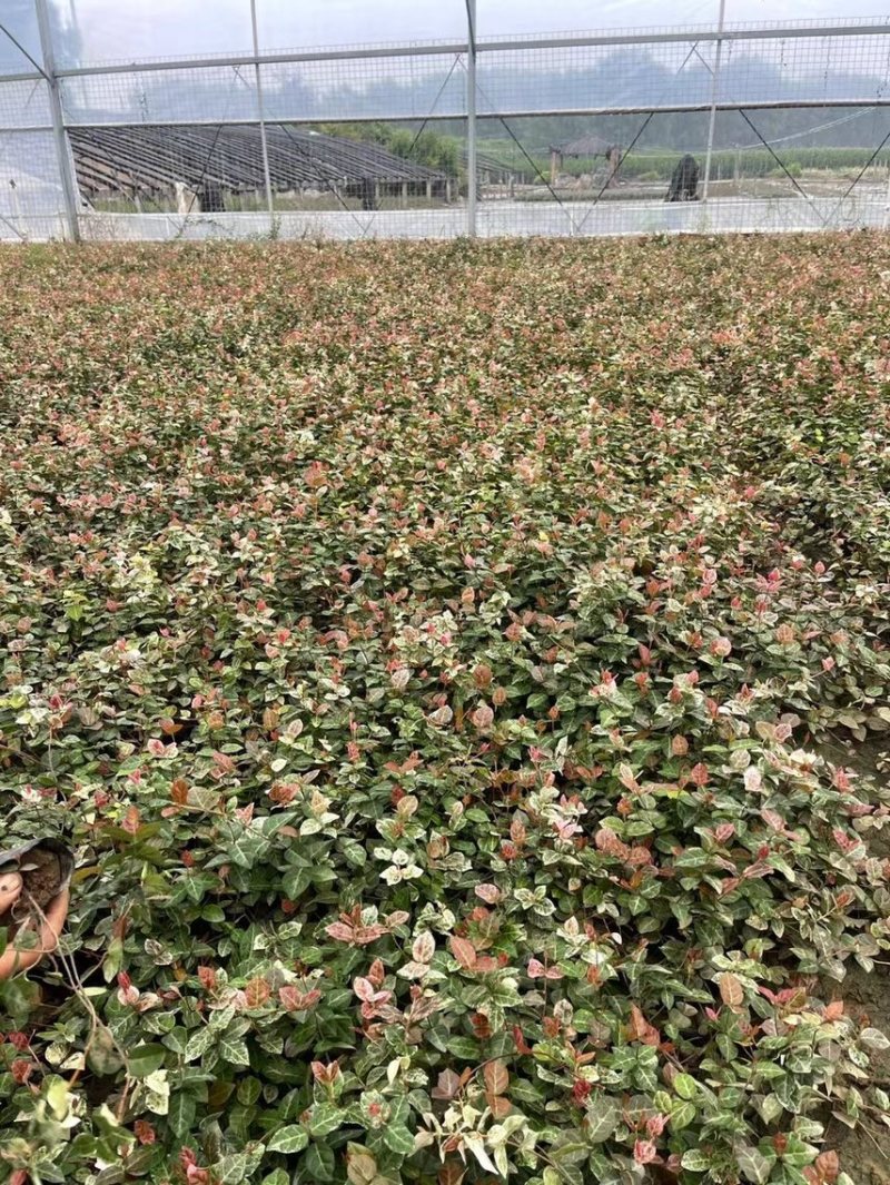 花叶络石现货供应