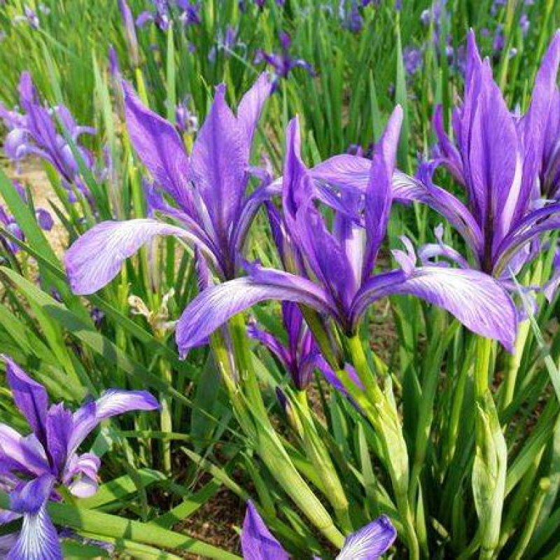 马兰花