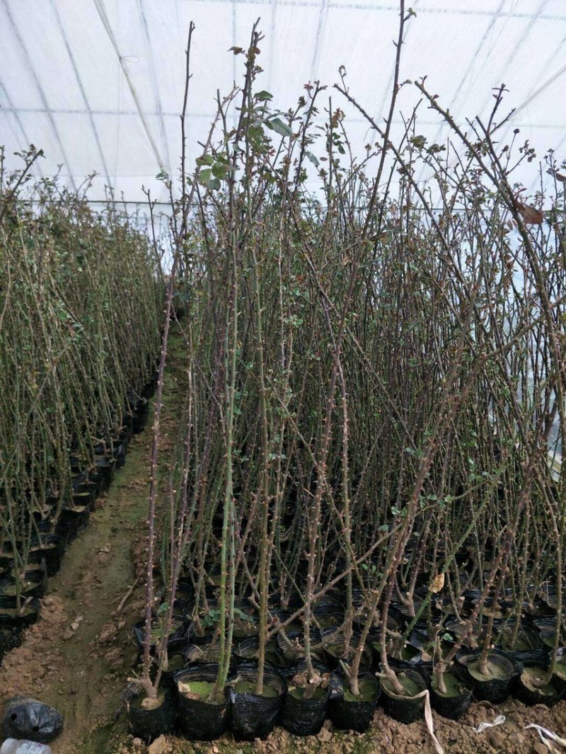 精品藤本月季现货供应