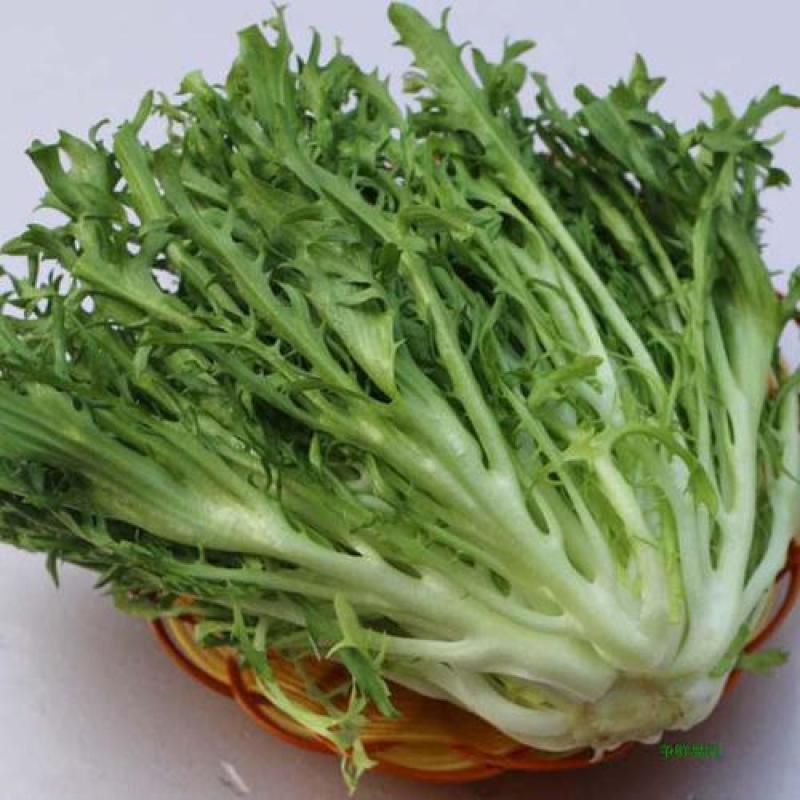 精品苦菊，产地直发，全国发货，对接电商超市，欢迎来电！！