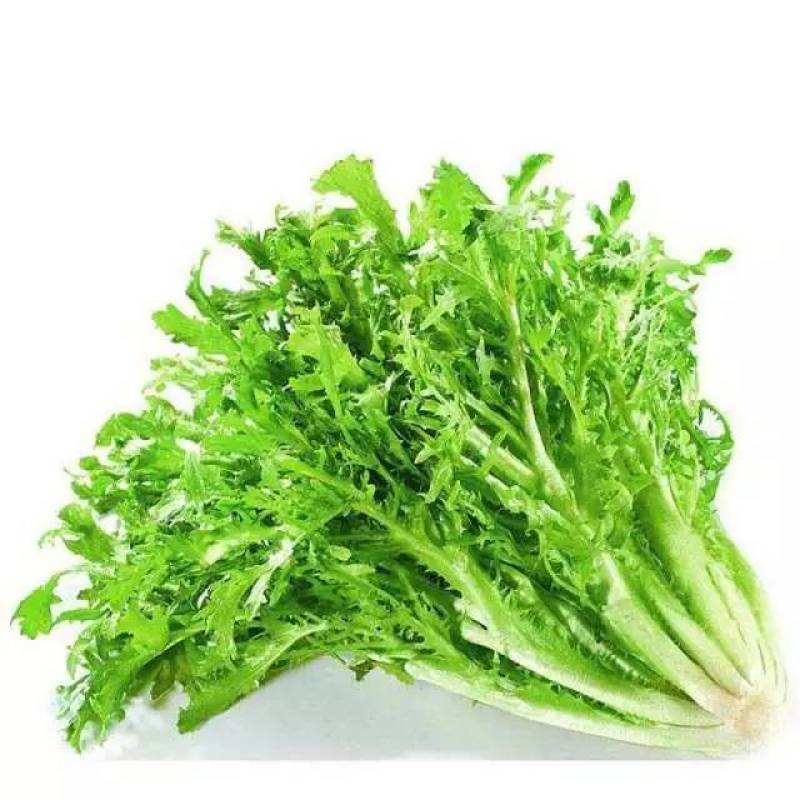 精品苦菊，产地直发，全国发货，对接电商超市，欢迎来电！！