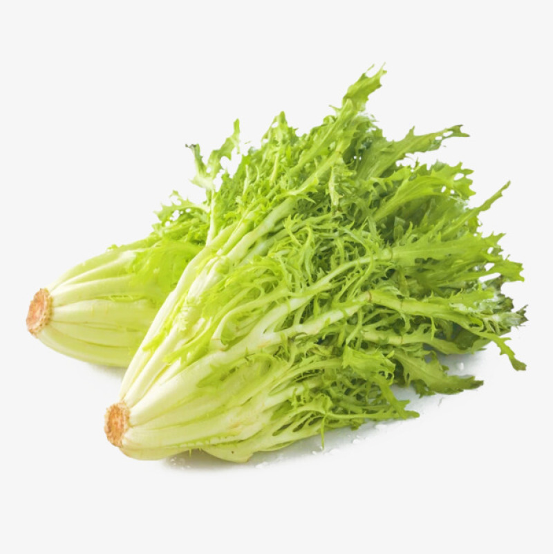 精品苦菊，产地直发，全国发货，对接电商超市，欢迎来电！！