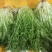 精品苦菊，产地直发，全国发货，对接电商超市，欢迎来电！！