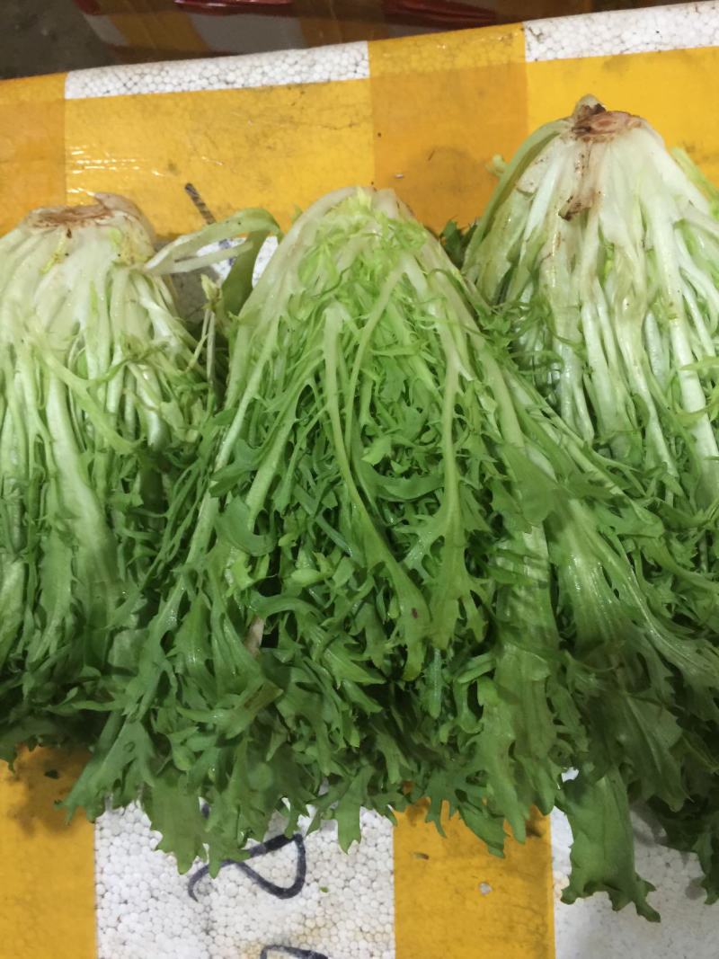 精品苦菊，产地直发，全国发货，对接电商超市，欢迎来电！！