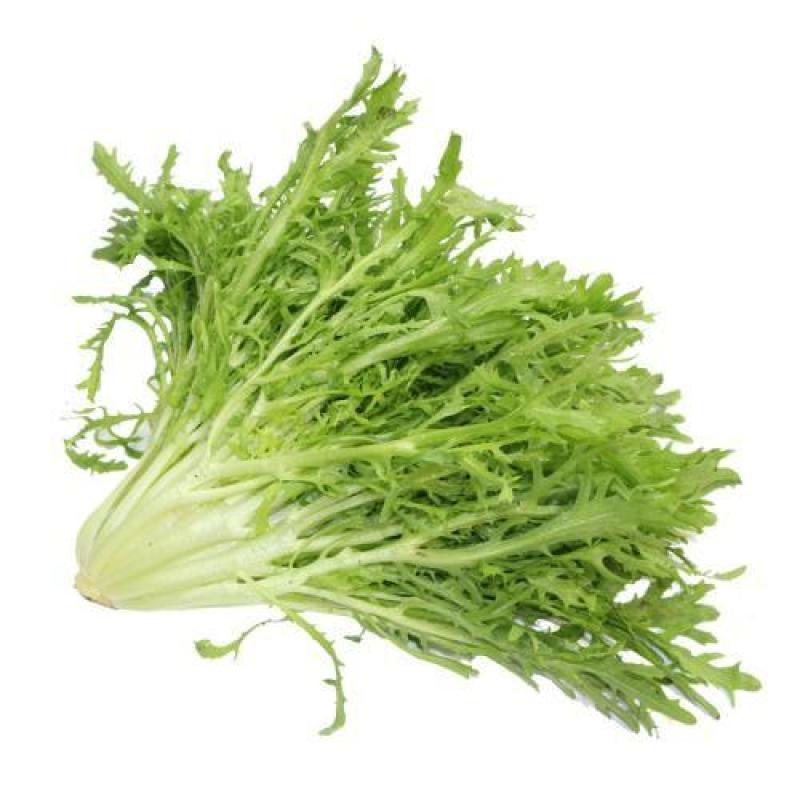 精品苦菊，产地直发，全国发货，对接电商超市，欢迎来电！！