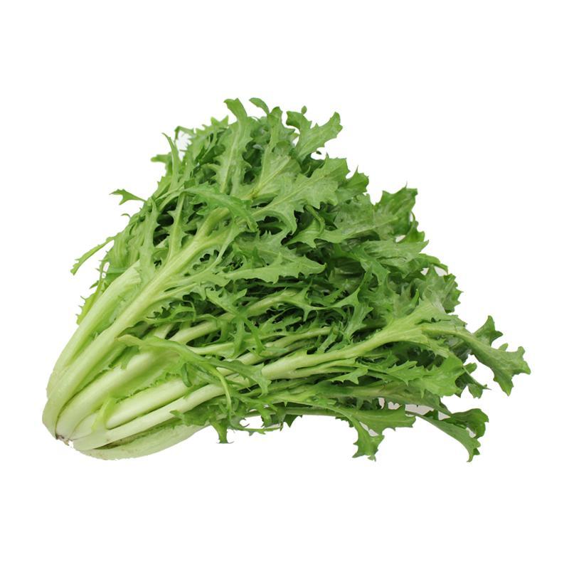 精品苦菊，产地直发，全国发货，对接电商超市，欢迎来电！！