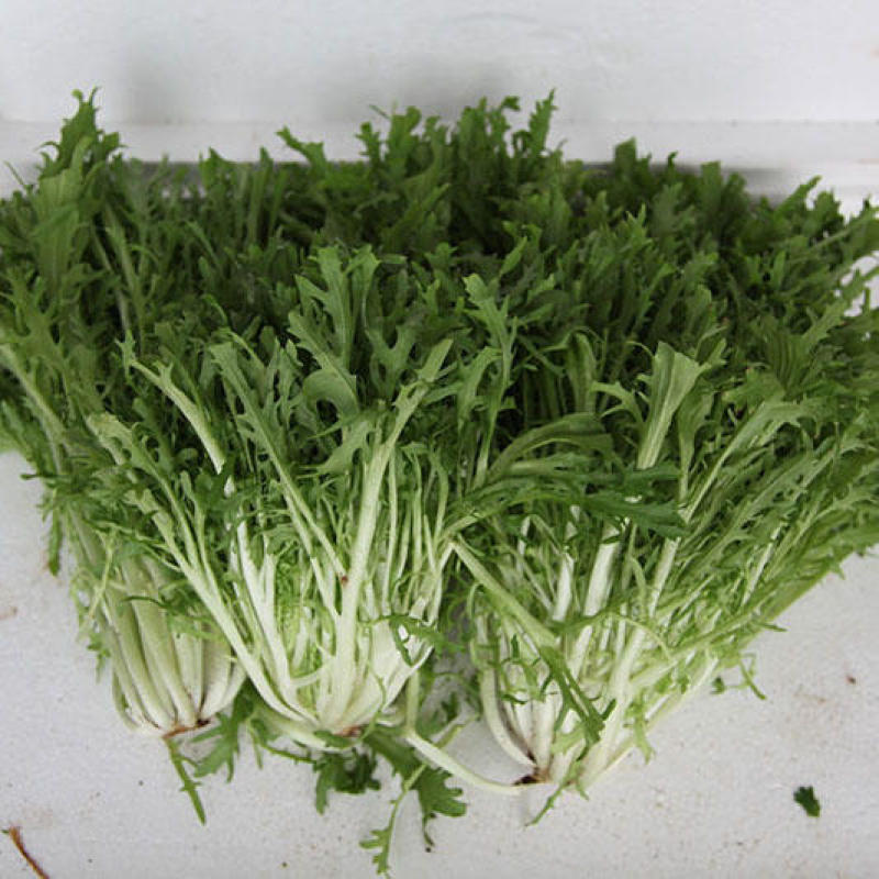 精品苦菊，产地直发，全国发货，对接电商超市，欢迎来电！！