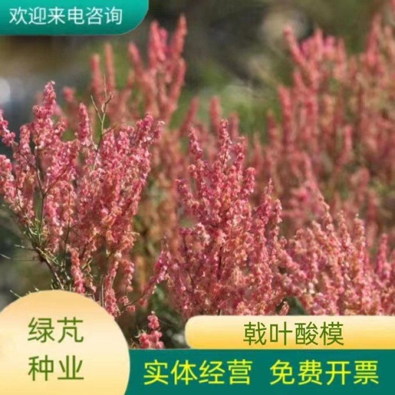 戟叶酸模种子护坡灌木实体经营品质保障全国发货