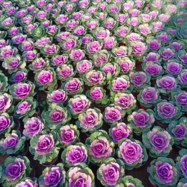 精品冬季耐寒草花羽衣甘蓝基地