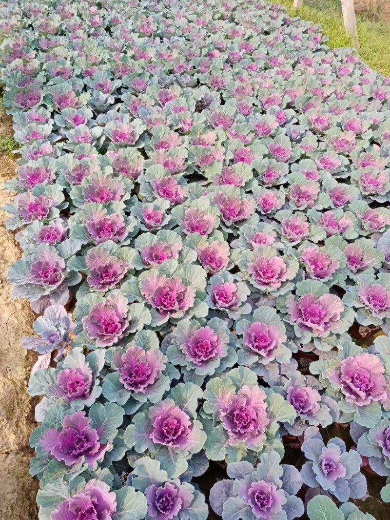 精品冬季耐寒草花羽衣甘蓝基地