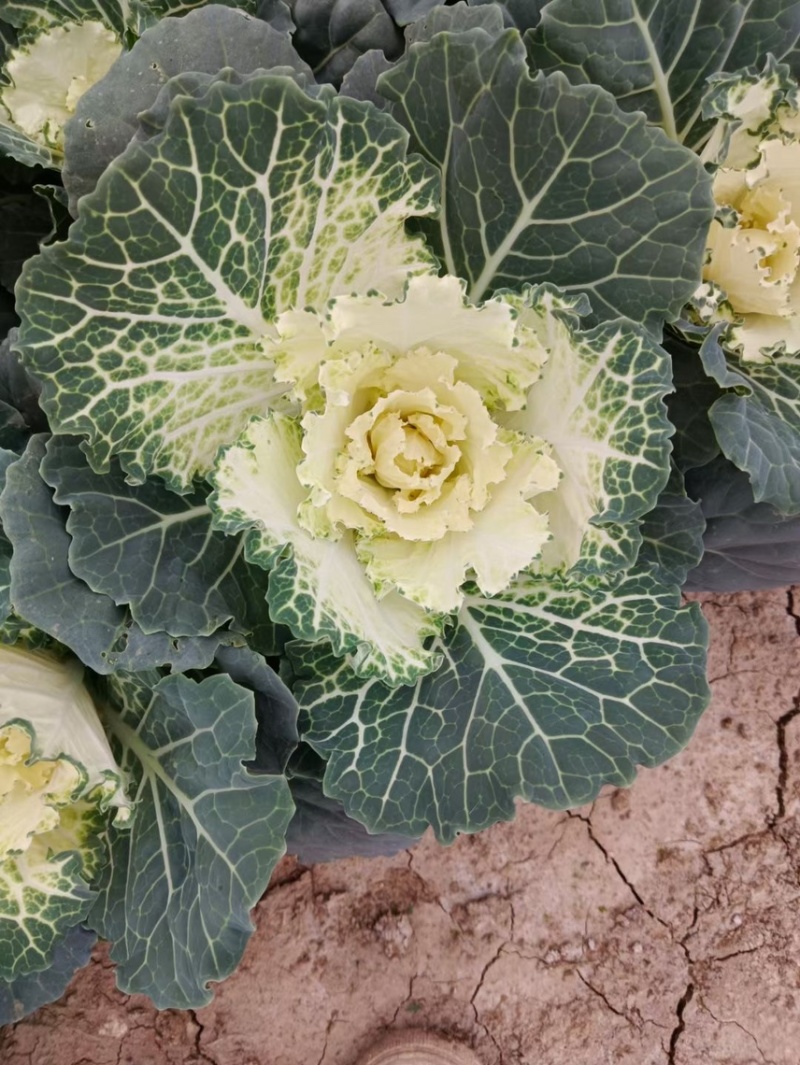 精品冬季耐寒草花羽衣甘蓝基地