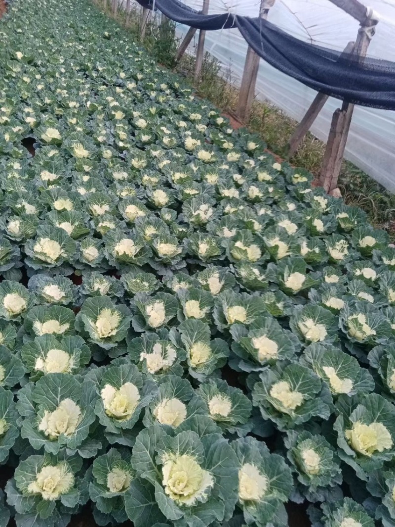 精品冬季耐寒草花羽衣甘蓝基地