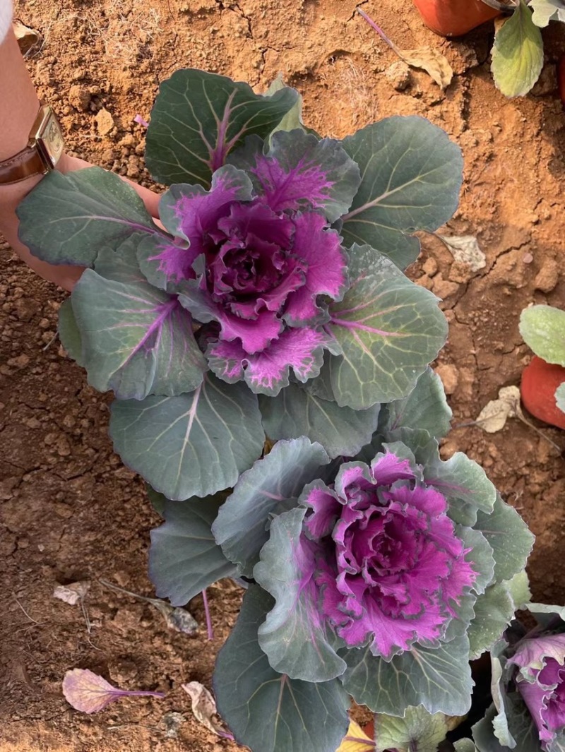 精品冬季耐寒草花羽衣甘蓝基地