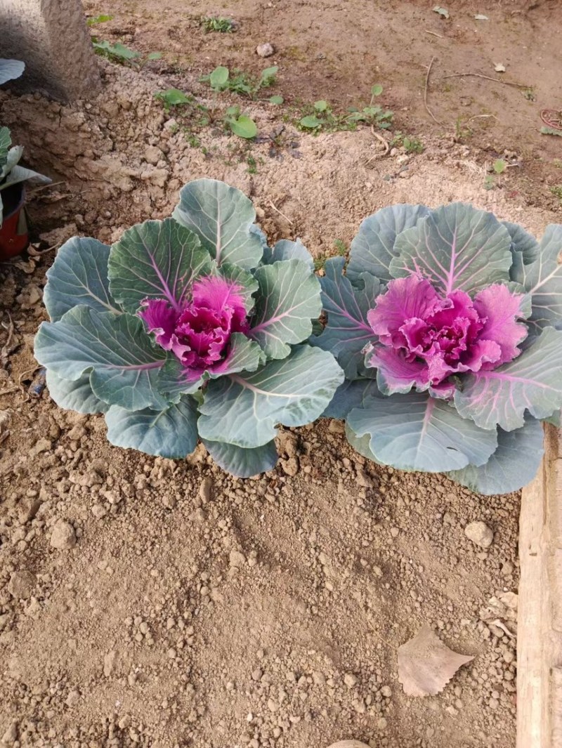 精品冬季耐寒草花羽衣甘蓝基地